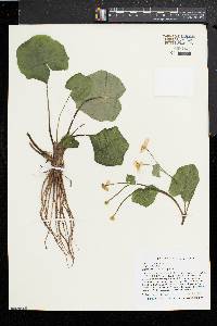 Caltha palustris image