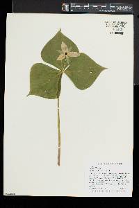 Trillium erectum image