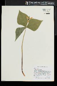 Trillium erectum image