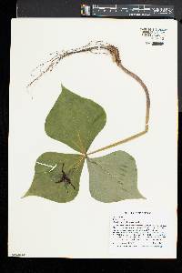 Trillium erectum image