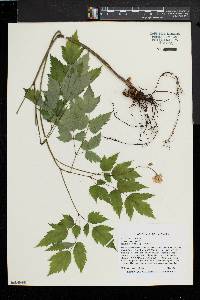 Actaea pachypoda image