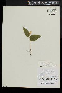 Maianthemum canadense image