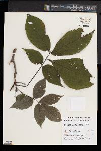 Carya ovata var. ovata image