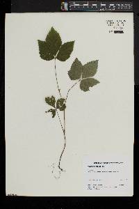 Rubus pubescens image