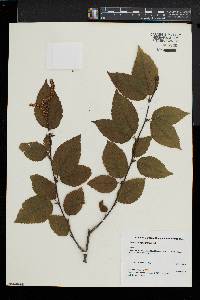 Betula alleghaniensis image