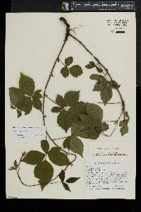 Rubus aboriginum image