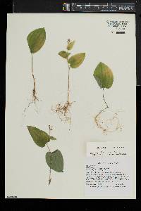 Maianthemum canadense image