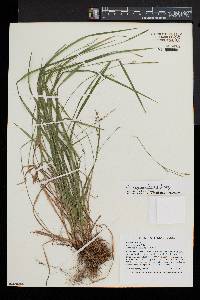 Carex gracilescens image