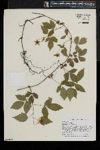 Rubus flagellaris image