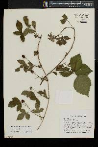 Rubus aboriginum image