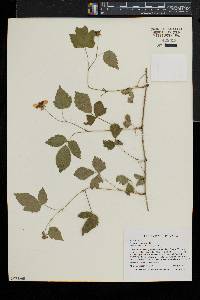 Rubus flagellaris image