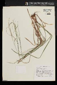 Carex debilis var. rudgei image