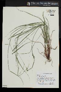 Carex swanii image