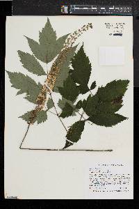 Actaea racemosa image