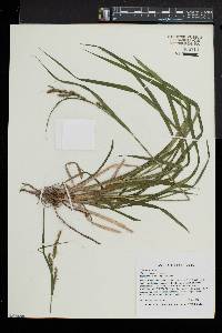 Carex scabrata image