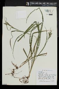 Carex scabrata image