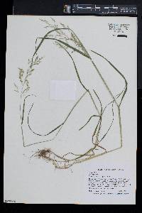 Poa trivialis image