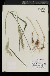 Elymus riparius image