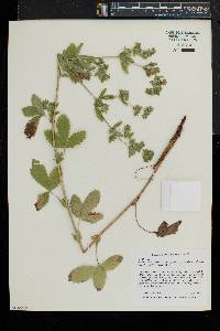 Potentilla norvegica subsp. monspeliensis image