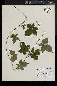 Rubus flagellaris image