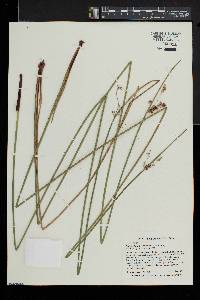 Juncus effusus var. solutus image