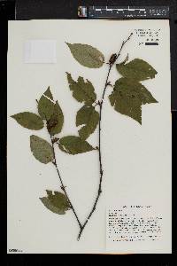 Betula lenta image