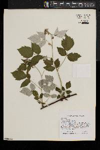 Rubus occidentalis image