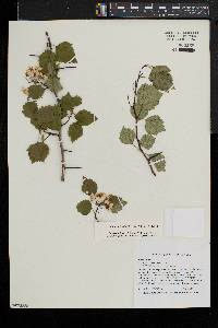 Crataegus pruinosa image