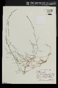 Muhlenbergia schreberi image