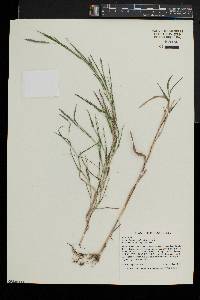 Muhlenbergia frondosa image