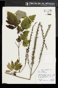 Actaea racemosa image