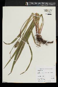 Iris versicolor image