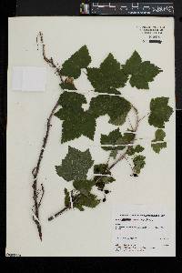 Ribes americanum image