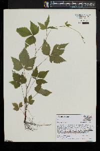 Rubus pubescens image