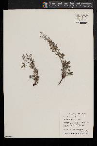 Potentilla argentea image