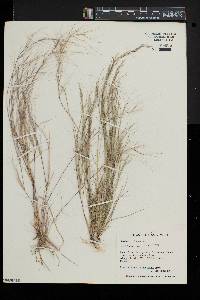 Aristida oligantha image