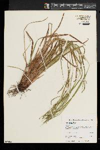 Carex debilis var. rudgei image