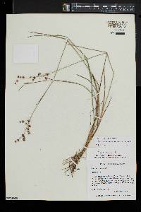 Juncus brevicaudatus image