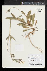 Silene latifolia image