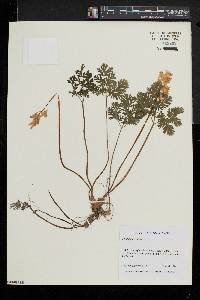 Dicentra cucullaria image