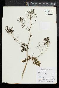 Thalictrum pubescens image