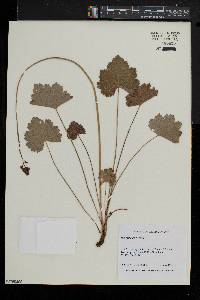 Heuchera americana image