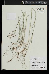 Juncus articulatus image