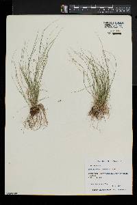 Carex trisperma image