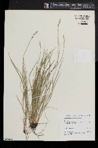 Carex bromoides image