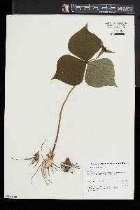 Trillium erectum image