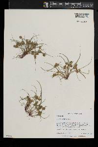 Cyperus squarrosus image