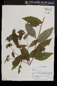 Spiraea japonica image