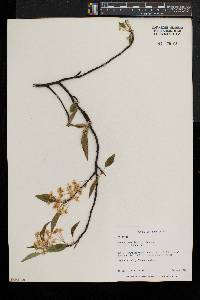 Prunus pensylvanica image