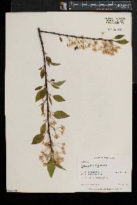 Prunus pensylvanica image